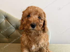 STUD..........READY IN FEBUARY, F1B Ruby red cavapoo