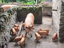 Tamworth Sow & 10 piglets