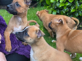 Belgian mallionas x staffy pups