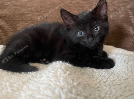 Kittens for sale