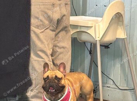 French bulldog