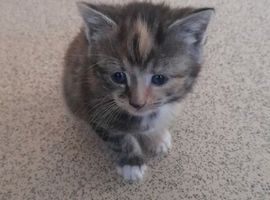 Kittens
