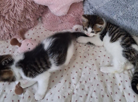 British Shorthair cross kittens