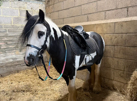 Super all rounder pony for sale