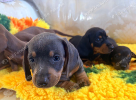 Mini Dachshund puppies
