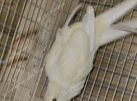 Kakariki x4