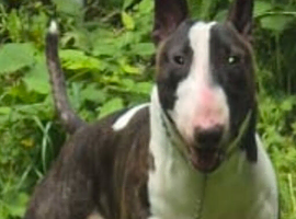 Rocky the stud crufts qualifier