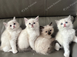 Stunning lilac/ crisp white ragdoll kittens