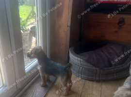 Border x Jack Russell Terrier