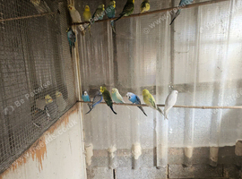 Budgies for sale. Young and adult budgies for sale
