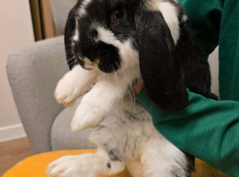 French Lop Boys