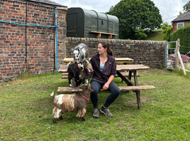 Registered yearling Pygmy nanny
