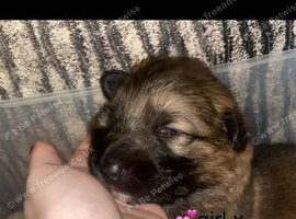 German shepherd puppy's for sale