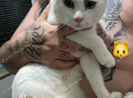 2 boy cats