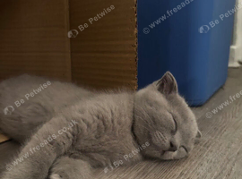 TICA /Scottish fold/BSH kittens