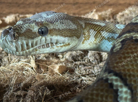 Bredls python female cb24