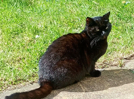 1 year old cat in need of rehome