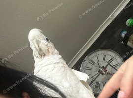 Umbrella cockatoo