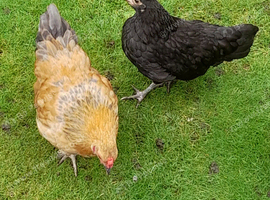 2 bantam chickens