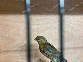 Canary&rsquo;s for sale