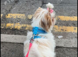 Reduced KC registered IMPERIAL SHIH TZU female puppy