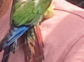 Green cheek conure