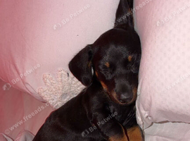6 month old dachshund