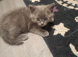 Half Persian Kittens