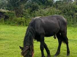 Stunning Black Welsh Cob