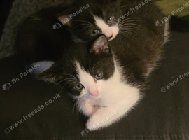 Kittens black and white