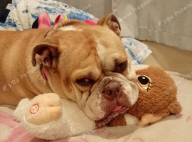 Female english bulldog