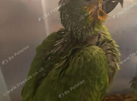 Orange Winged Amazon H/R