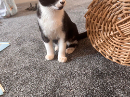 Kitten