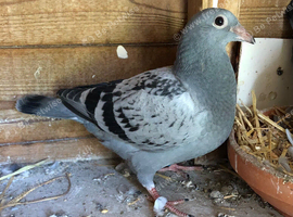 Young racing pigeons bred off winners and prize winners at club, Fed and Amal level