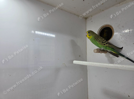 Baby Budgies 8 weeks old