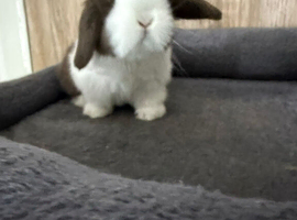 Last one of my litter left Mini Lop Boy