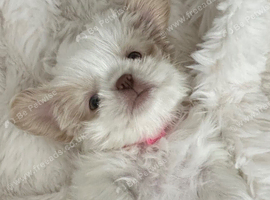 Five Beautiful White & Lavender Imperial / Tea- Cup Shih Tzu&rsquo;s