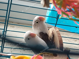 Bonded pair of lovebirds