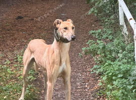 Saluki bull grey/ Wheaton bull grey