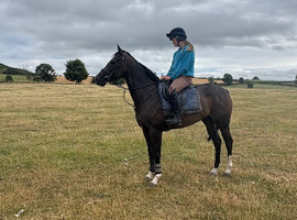 Lovely 16h Bay Mare 5yrs old