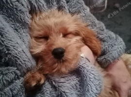 Doncaster area Help needed urgently