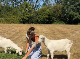 Two Billy Goats - Free to a Good Home