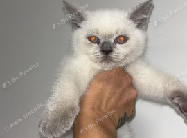 Stunning pedigree British shorthairs