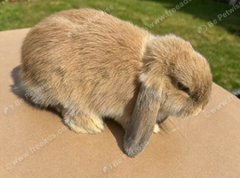 Mini lops looking for new homes