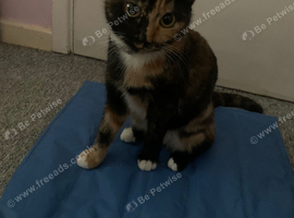 1 year old female cat