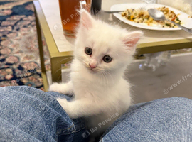 Adorable Fluffy White Male Kitten Ready for His Forever Home!