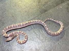 Granite diffused corn snake