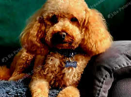 Well-proven stud toy poodle, KC reg and DNA tested