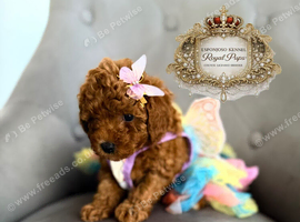 5star licensed Esponjoso DWKC registered toy poodles girl
