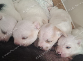 Beautiful Jack Russell pups for sale!